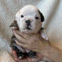 Cookie - Brindle female Bulldog puppy in Murfreesboro, Tennessee from Teddy Bear Classic Canines