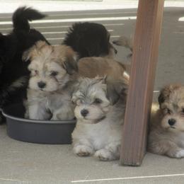 Havanese Puppies from Selah Havanese