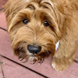 Bernedoodle and Goldendoodle Puppies from Paws 4 Doodles, LLC