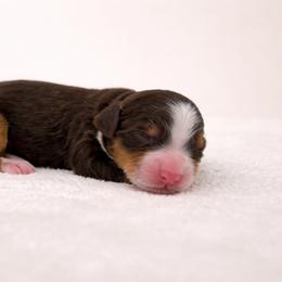 Chip - Tri-color male Bernedoodle puppy in Temecula, California from Country Hills Doodles