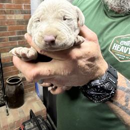 Silver girl 3 - Silver gray female Weimaraner puppy in Lancaster, Kentucky from Heavy Hollow Farm