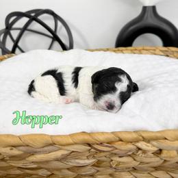 Hopper - Black and white male Bernedoodle puppy in Mount Vernon, Missouri from PoodlelyDoodlely