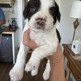Midnight - Liver and white male English Springer Spaniel puppy in Forest, Virginia from Southern Springers