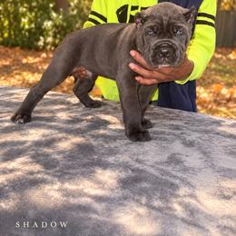 Shadow - Gray male Cane Corso puppy in Waxahachie, Texas from A&M Kennels