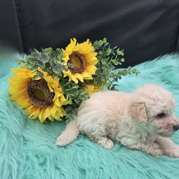Boy 1 - White and cream male Bichon Frise puppy in Selma, North Carolina from Havenkennels