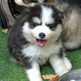 Eddie Blue Male - Blue Eyes - Blue male Pomsky puppy in Hurleyville, New York from My Crazy Pomskys