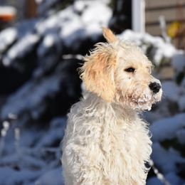 Goldendoodle Puppies from Mermaids Lair Doodles