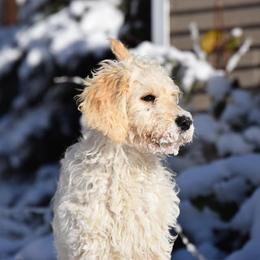 Goldendoodle Puppies from Mermaids Lair Doodles