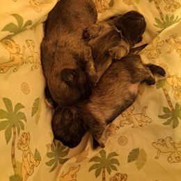 Pekingese puppies from My Unique Peke