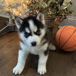 Brutus - Black and white male Siberian Husky puppy in Summerville, South Carolina from Carolina Husky Lodge