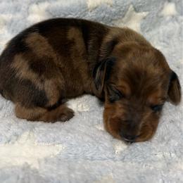 Buzz - Dapple male Dachshund puppy in Williston, Florida from Teenie Weenie Dachshunds