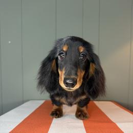 Waylon - Black and tan male Dachshund puppy in Ava, Missouri from Beaver Creek Kennels