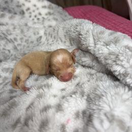 Monty - Cream male Dachshund puppy in Lake City, Florida from My Ditzy Doxies of Florida