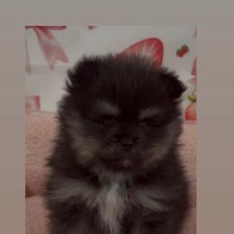 Kuro - Black and tan male Pomeranian puppy in Visalia, California from Exotic