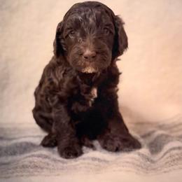 Waylon - Chocolate male Labradoodle puppy in Danville, Indiana from Marley’s Doodle Ranch