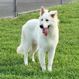Rice - White male Berger Blanc Suisse puppy in Plaucheville, Louisiana from La Nouvelle-Orléans Berger Blanc Suisse