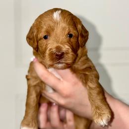 Strawberry - Red  female Goldendoodle puppy in Beecher, Illinois from Erica’s Doodles