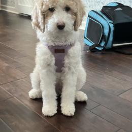 Goldendoodle Puppies from Happy_Tails_by_TJ