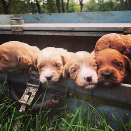Australian Labradoodle Puppies from Wild Daisy Labradoodles