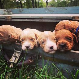 Australian Labradoodle Puppies from Wild Daisy Labradoodles