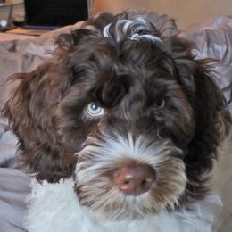 Portuguese Water Dog Puppies from Prestige Portuguese Water Dogs