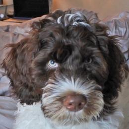 Portuguese Water Dog Puppies from Prestige Portuguese Water Dogs