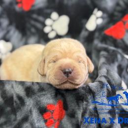 Dark blue - Yellow male Labrador Retriever puppy in Beaverdam, Virginia from Riverside Sunset Labrador Retrievers