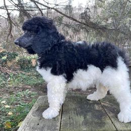 Poodle Puppies from Granny's Poodles