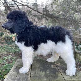 Poodle Puppies from Granny's Poodles