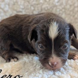 Islero - Red tri male Toy Australian Shepherd puppy in Mountain Home, Idaho from LJK Boxers & Toy Aussies