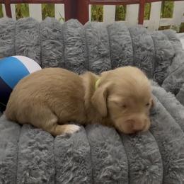 Chocolate Based Longhair Cream Male (light green collar) - Cream male Dachshund puppy in Killeen, Texas from Southern Dachshunds