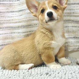 Merica - Sable female Pembroke Welsh Corgi puppy in Adairsville, Georgia from Ingram's Corgis