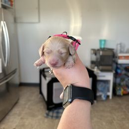 Girl 2 - Cream female Dachshund puppy in Las Animas, Colorado from J&D Dachsies