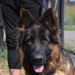Ana - German Shepherd
