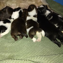 Shih Tzu puppies from Shih Tzu Knot