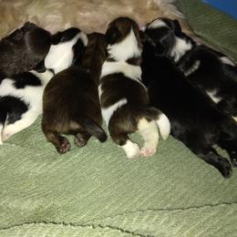 Shih Tzu puppies from Shih Tzu Knot