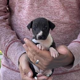 Boy 1 - Seal male Italian Greyhound puppy in Sugar Valley, Georgia from Pinnacle Farm and Kennel