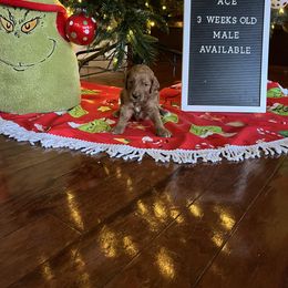 Goldendoodle Puppies from Coastal Georgia Exotics