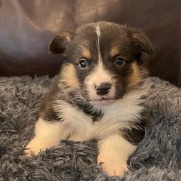 EP 3 - Black and tan male Pembroke Welsh Corgi puppy in Stockton, Iowa from Infinity Corgis