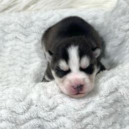 Edward - Black and white male Siberian Husky puppy in Vail, Iowa from Homegrown Huskies