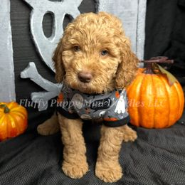 Ferrari (Red Collar) boy - Red  male Goldendoodle puppy in Corona, California from Fluffy Puppy Mini Doodles LLC