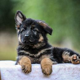 German Shepherd Puppies from Zwinger Vom Greifjäger