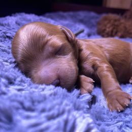Goldendoodle Puppies from Simply Mini Goldendoodles