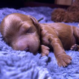 Goldendoodle Puppies from Simply Mini Goldendoodles