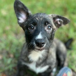 Tahoe - Brindle and white male American Corgi puppy in Hope, Arkansas from Foxy Knoll Farm