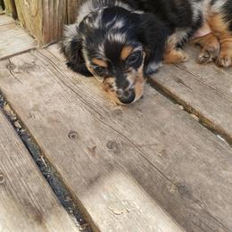 Dachshund Puppies from Angelic Doxies