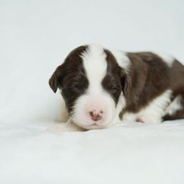 Portuguese Water Dog Puppies from Cornerstones Porties