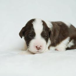 Portuguese Water Dog Puppies from Cornerstones Porties