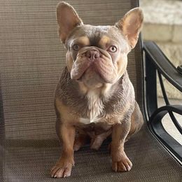 Sultan - French Bulldog
