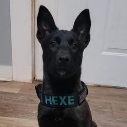 Dutch Shepherd Puppies from Blackcraft K9
